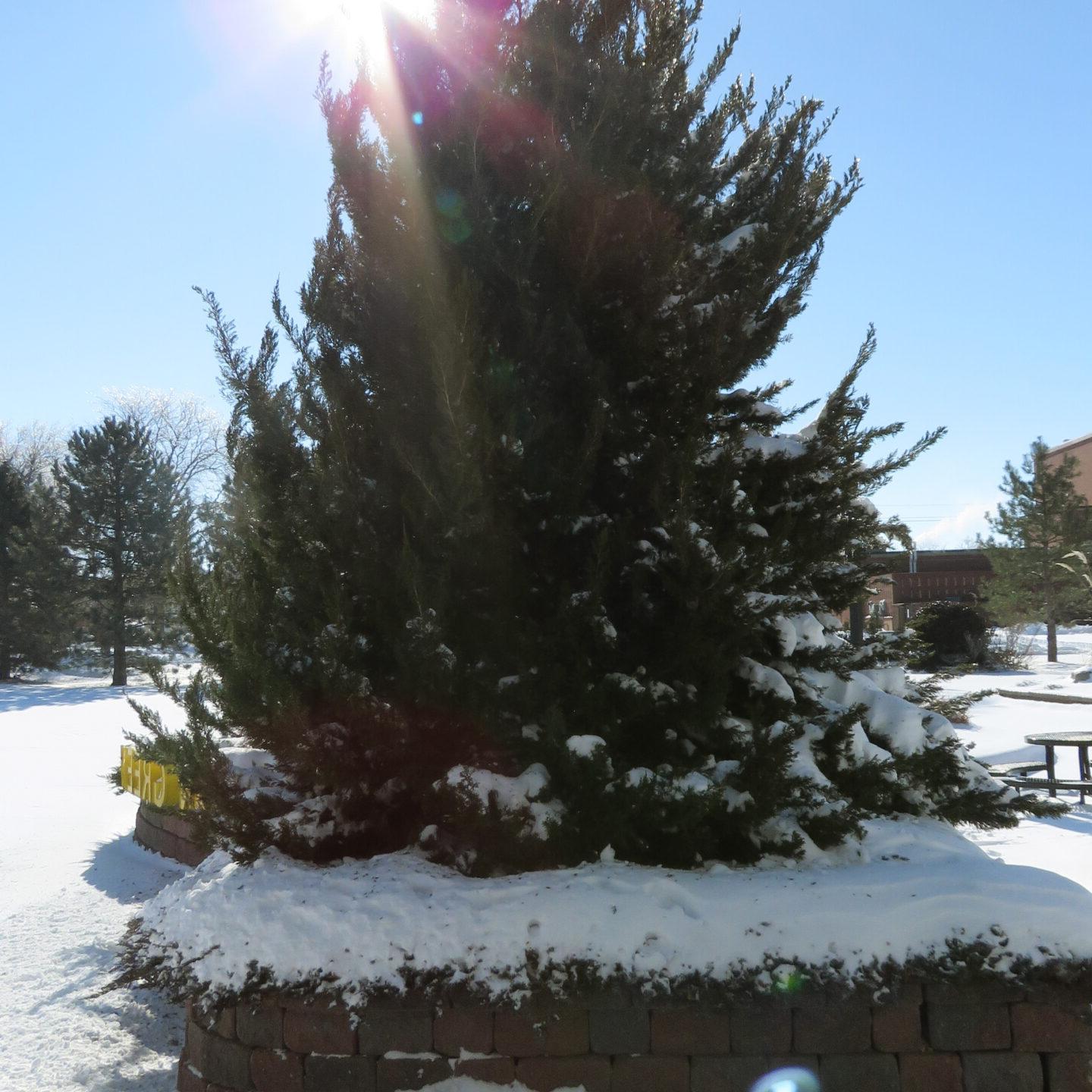 Snowy pine tree near Bevan Green